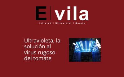 Ultravioleta, la solución al virus rugoso del tomate